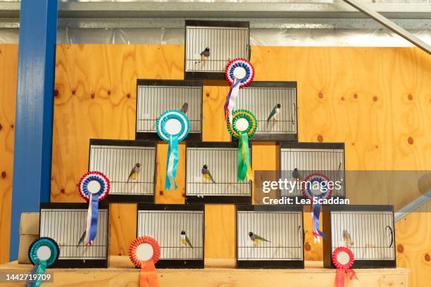 finches in cages - ribbon in mouth stock pictures, royalty-free photos & images