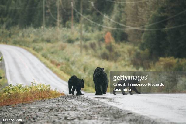 black bear with cubs crossing road - tofino foto e immagini stock