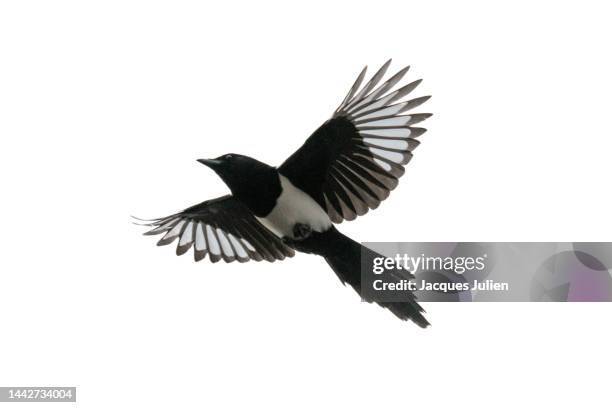 magpie flying on white - kontrastreich stock-fotos und bilder