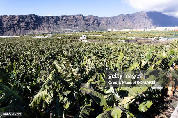 banana plantation - la palma canarische eilanden stockfoto's en -beelden