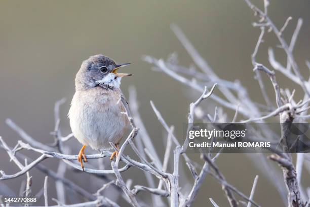 common whitethroat, la palma island, canary islands, spain - warbler stock pictures, royalty-free photos & images