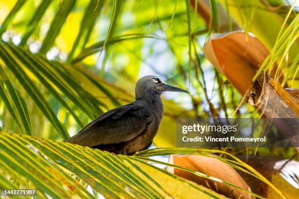 rangiroa atoll - rangiroa atoll stock pictures, royalty-free photos & images