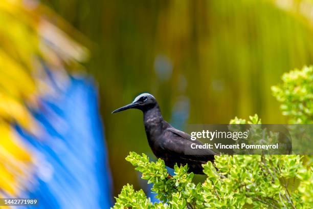 rangiroa atoll - tuamotus imagens e fotografias de stock