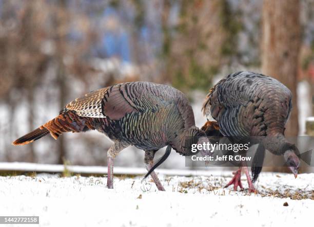 wild turkeys hunting for food in the snow - turkey hunting stock pictures, royalty-free photos & images