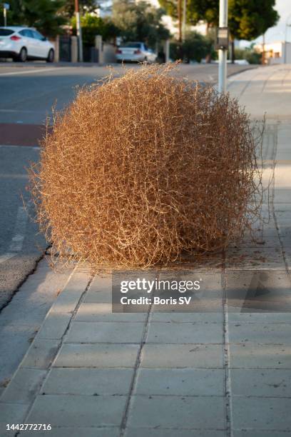 tumbleweed at the pedestrian crossing - tumbleweed stock pictures, royalty-free photos & images