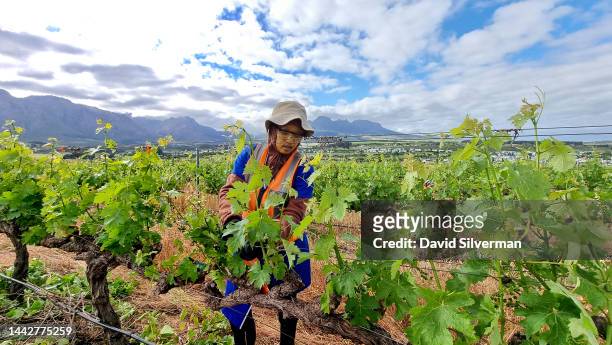 South African farm worker prepares the Cabernet Sauvignon vines for the 2023 harvest on the Kleine Zalze wine estate on October 25, 2022 in...