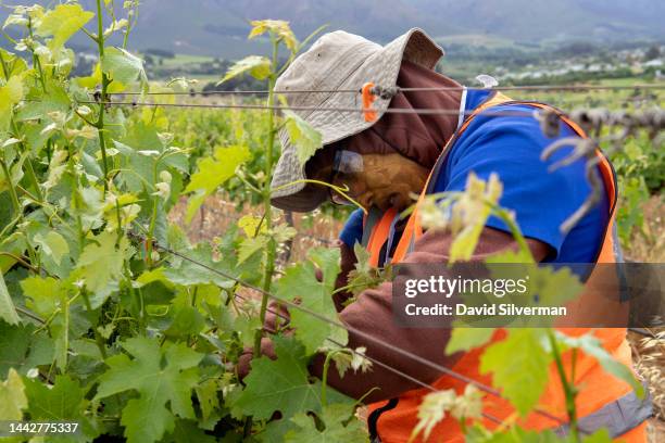 South African farm worker prepares the Cabernet Sauvignon vines for the 2023 harvest on the Kleine Zalze wine estate on October 25, 2022 in...