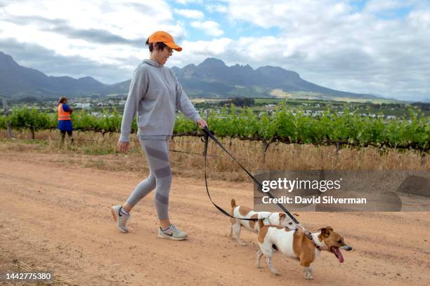 Woman walks her dogs past South African farm workers preparing the Cabernet Sauvignon vines for the 2023 harvest on the Kleine Zalze wine estate on...