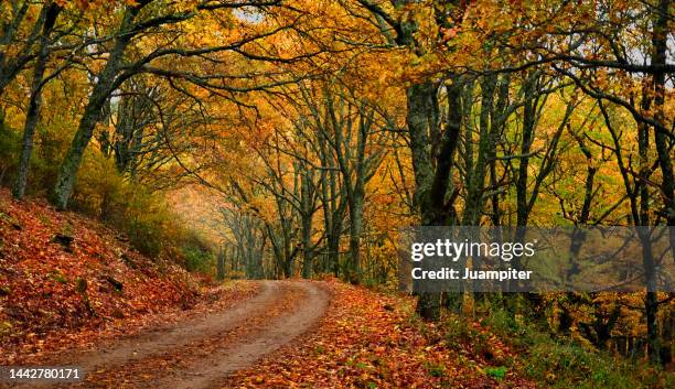 autumn in castañar de el tiemblo, ávila - castaño árbol fotografías e imágenes de stock