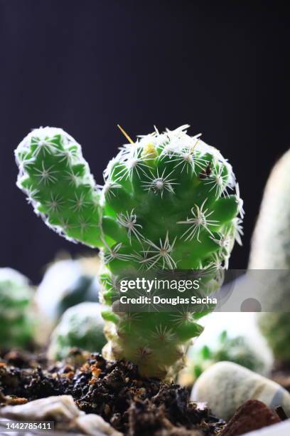 thimble cactus (mammillaria gracilis fragilis) - thimble stock pictures, royalty-free photos & images