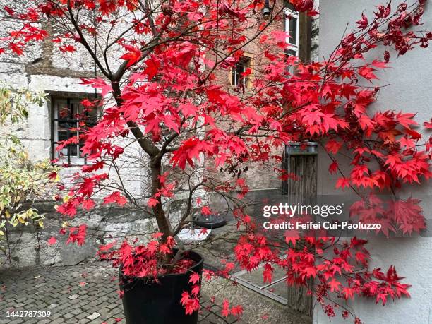 potted acer palmatum at autumn - maple leaves stock pictures, royalty-free photos & images