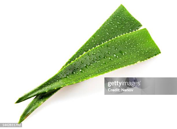 aloe vera plant isolated on white background - aloe vera gel stock pictures, royalty-free photos & images