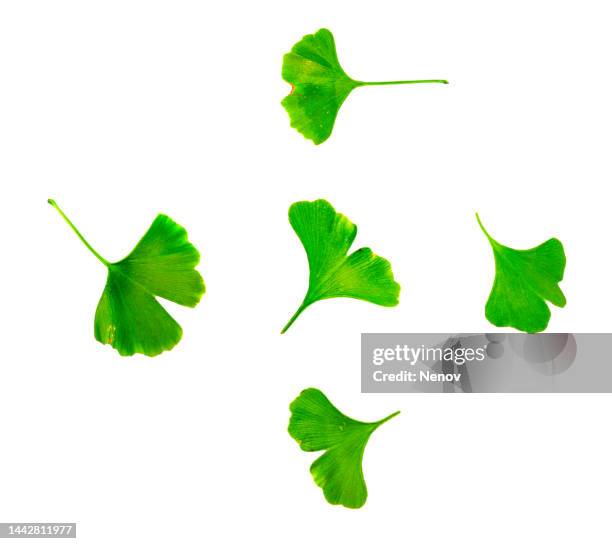 leafs of ginkgo biloba isolated on white background - ginkgo stock pictures, royalty-free photos & images