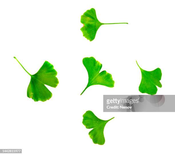 leafs of ginkgo biloba isolated on white background - ginkgo tree - fotografias e filmes do acervo