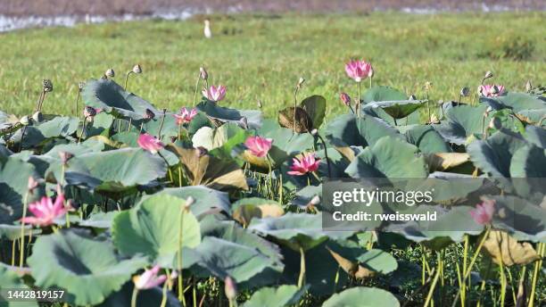 Pink lotus flowers-Nelumbo nucifera growing on the margins of Yellow Water-Ngurrungurrudjba Billabong. Cooinda-Australia-236