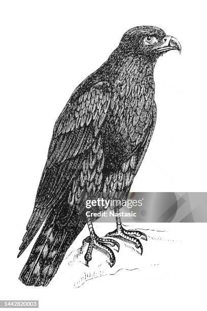 red kite (milvus milvus) - kite bird stock illustrations