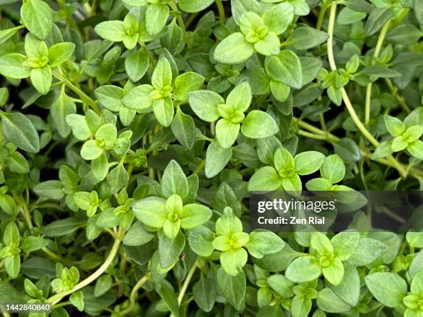 potted lemon thyme viewed from above - tomillo limón fotografías e imágenes de stock