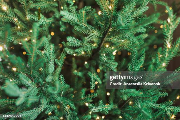 illuminated christmas decorations on green christmas tree. - immergrüner baum stock-fotos und bilder