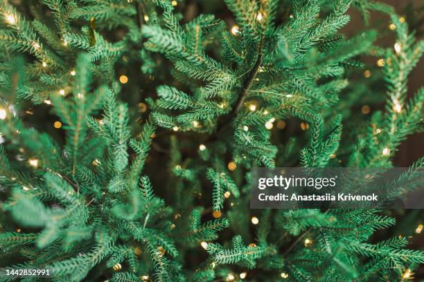 illuminated christmas decorations on green christmas tree. - immergrüne pflanze stock-fotos und bilder