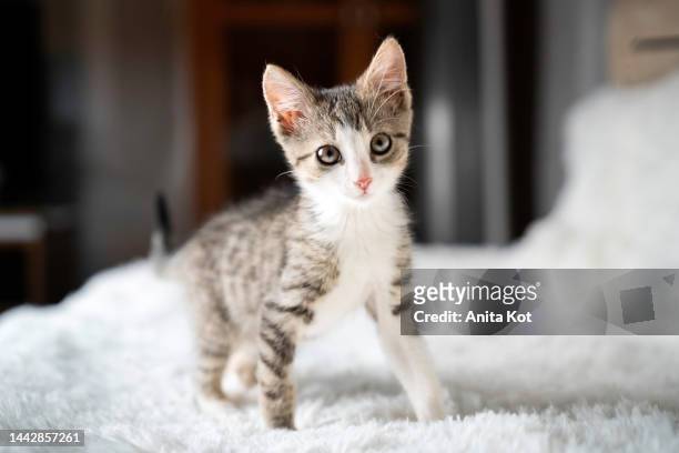 curious kitten - kitten stock pictures, royalty-free photos & images