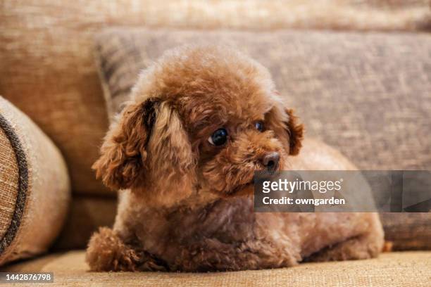 teddy dog is lying on sofa - brown poodle stockfoto's en -beelden