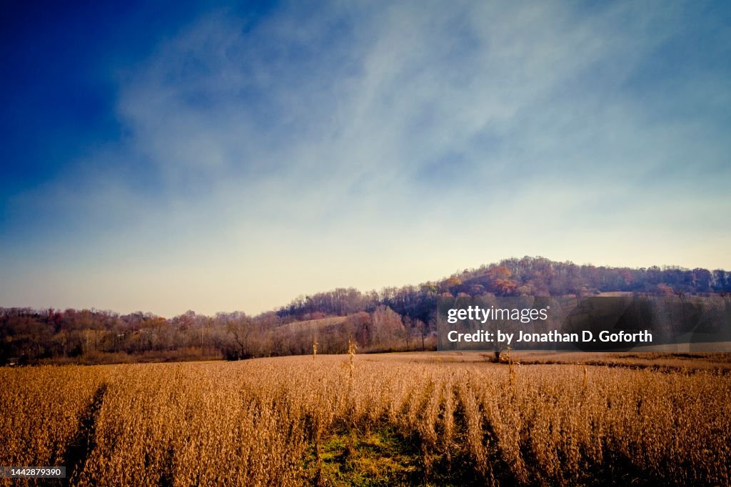 Autumn Soybeans Field in Ky