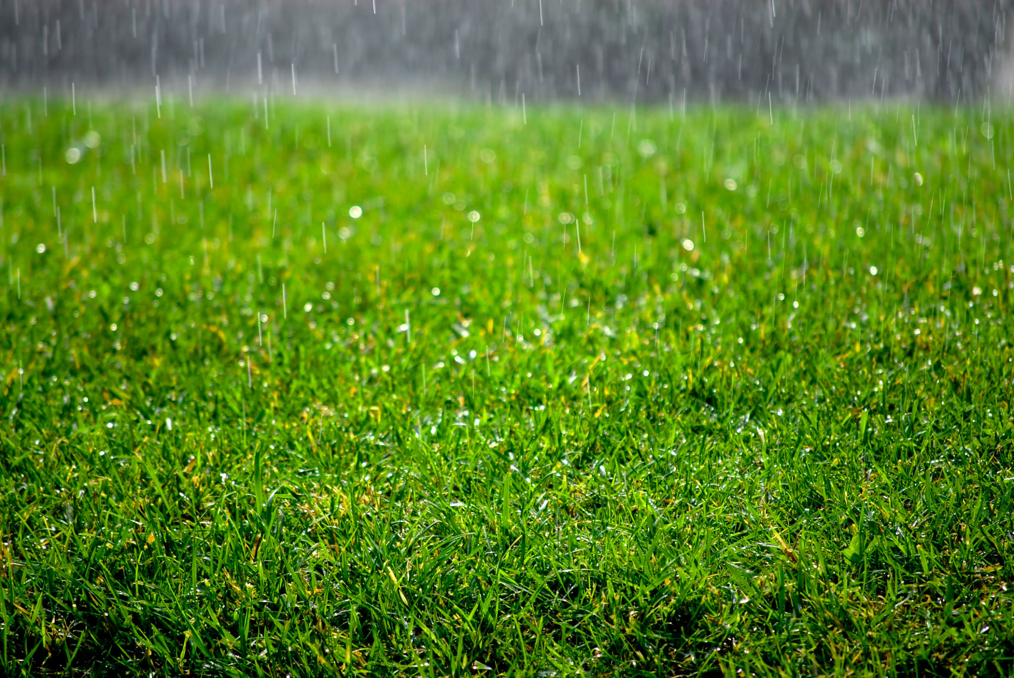 weather effects lawn