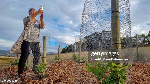 Independent South African winemaker Berene Sauls makes a later afternoon inspection of the experimental vine blocks she planted a few weeks earlier,...