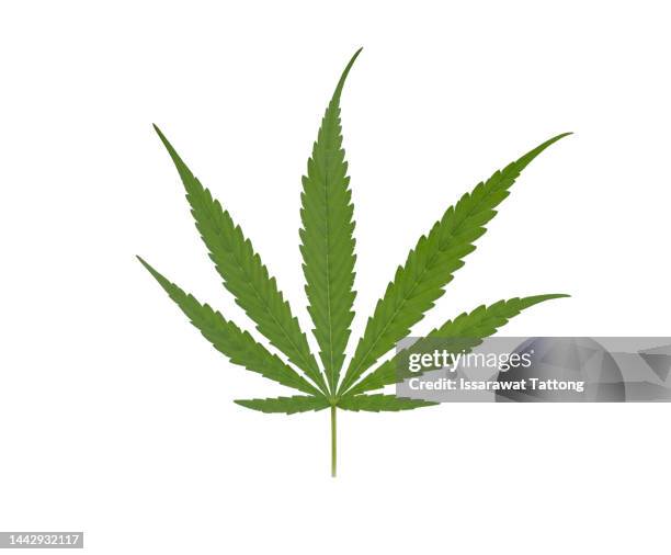 green cannabis leaves isolated on white background. growing medical marijuana. - marijuana joint stock-fotos und bilder