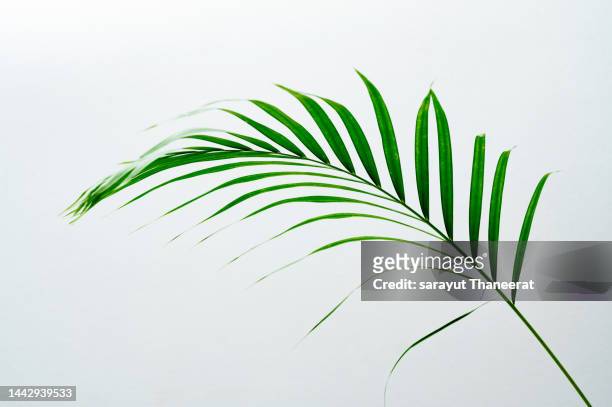 coconut leaves, white background isolates - cycad stock pictures, royalty-free photos & images