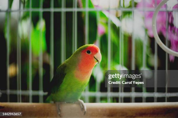 bird on cage - pet -studio stock pictures, royalty-free photos & images