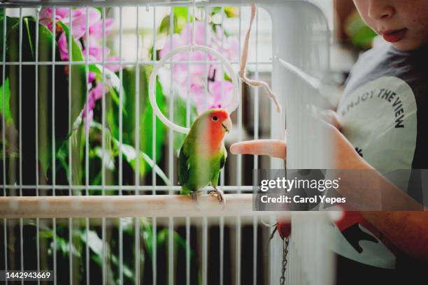 boy having fun with his agapornis pet - birdcage stock pictures, royalty-free photos & images