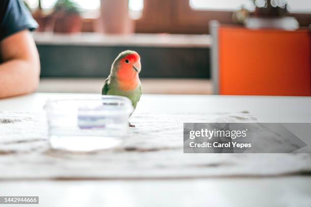 bird on table at home - parakeet fotografías e imágenes de stock