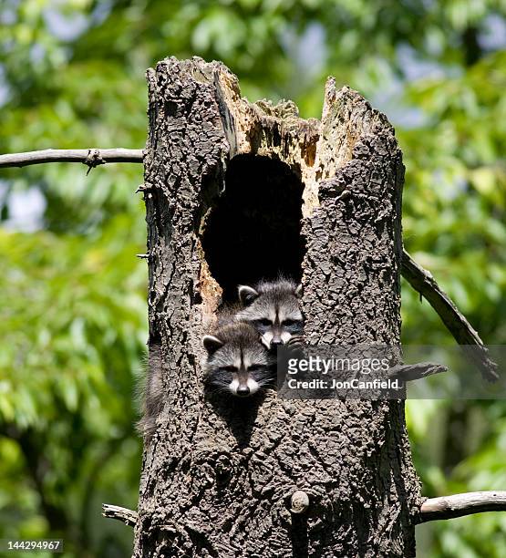 Baby Raccoons (Kits) Peeking Out