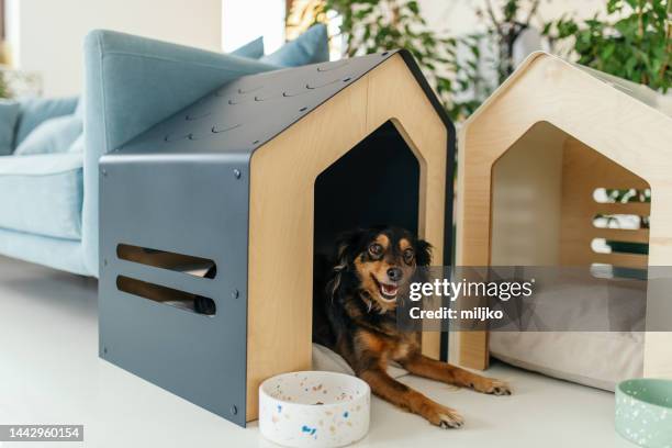 hund im modernen wohnzimmer mit hundehütte - hundezwinger stock-fotos und bilder