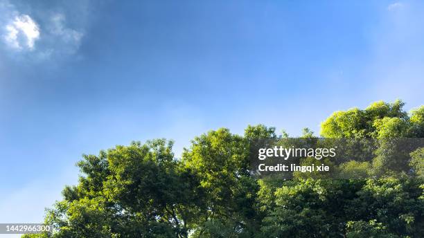 big tree crown under blue sky - treetop stock pictures, royalty-free photos & images