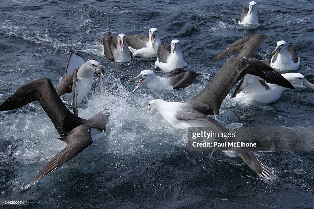 Fighting salvin's albatross