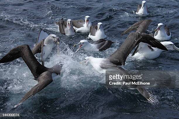 fighting salvin's albatross - otago stock pictures, royalty-free photos & images