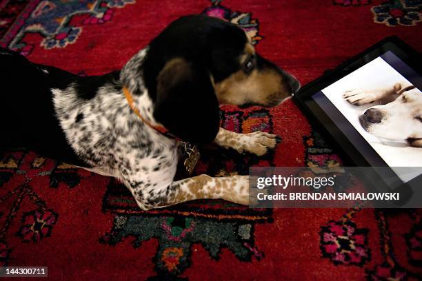 Bandit" watches Dog TV May 10, 2012 in Washington, DC. Dog TV says it's "the first television channel for dogs," with "scientifically developed" 24/7...