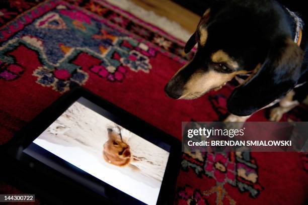 Bandit" watches Dog TV May 10, 2012 in Washington, DC. Dog TV says it's "the first television channel for dogs," with "scientifically developed" 24/7...