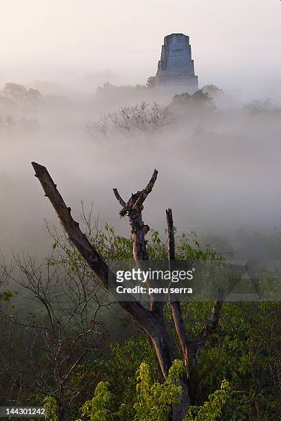 sunrise in tikal - tikal stock pictures, royalty-free photos & images