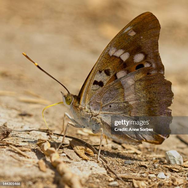 lesser purple emperors - apatura ilia foto e immagini stock