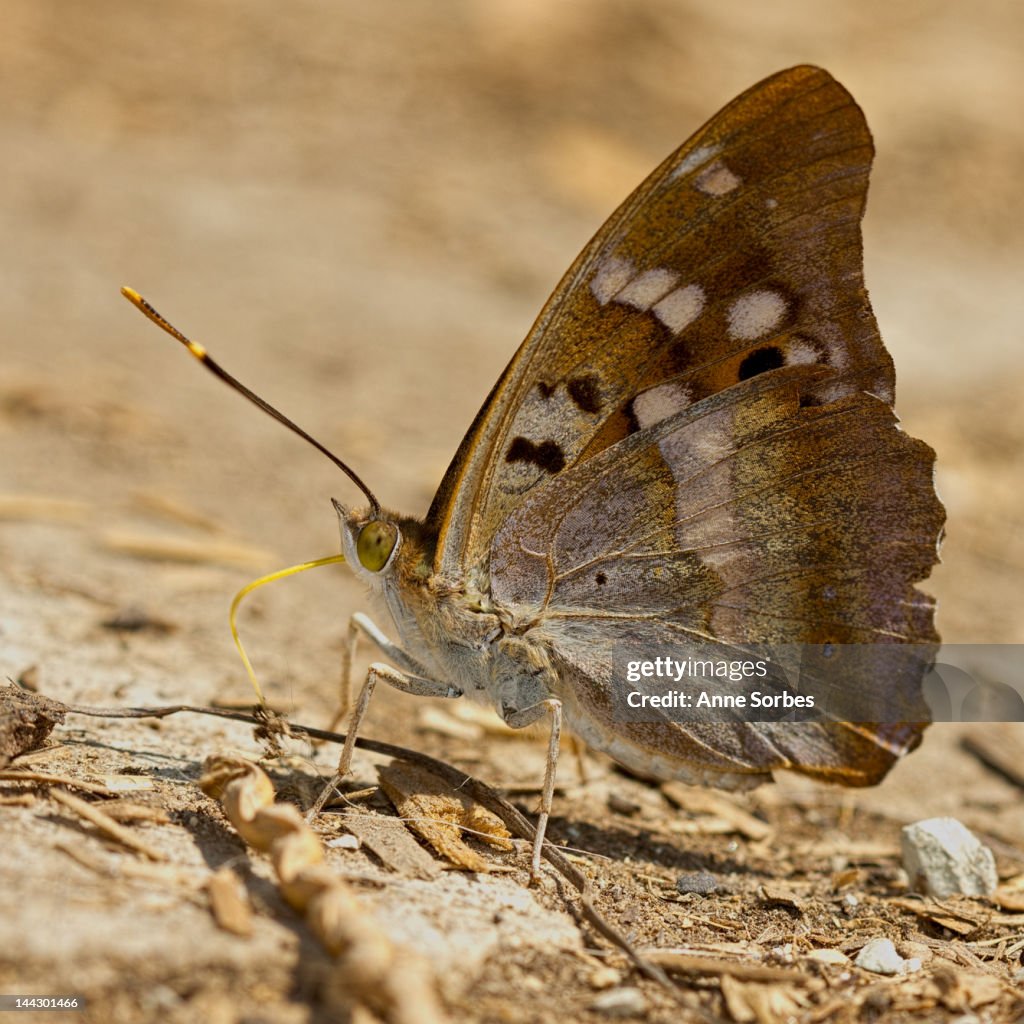 Lesser purple emperors