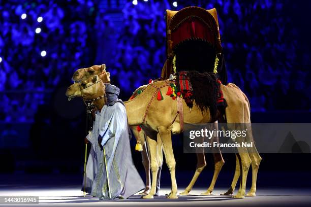 Camels are seen during the opening ceremony prior to the FIFA World Cup Qatar 2022 Group A match between Qatar and Ecuador at Al Bayt Stadium on...