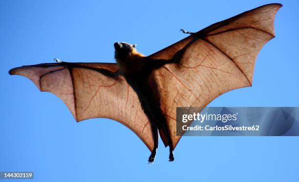 grey-headed flying fox - grey headed flying fox stock pictures, royalty-free photos & images