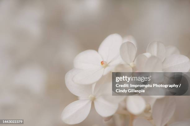 panicle hydrangea white into the fall signal bud - panicle hydrangea stock pictures, royalty-free photos & images