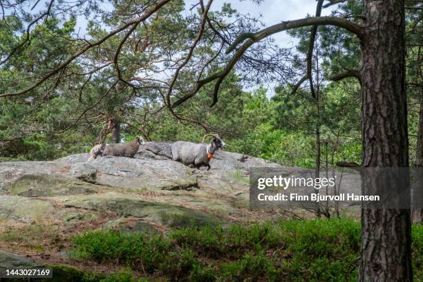 goats on bragdøya in southern norway - finn bjurvoll stockfoto's en -beelden