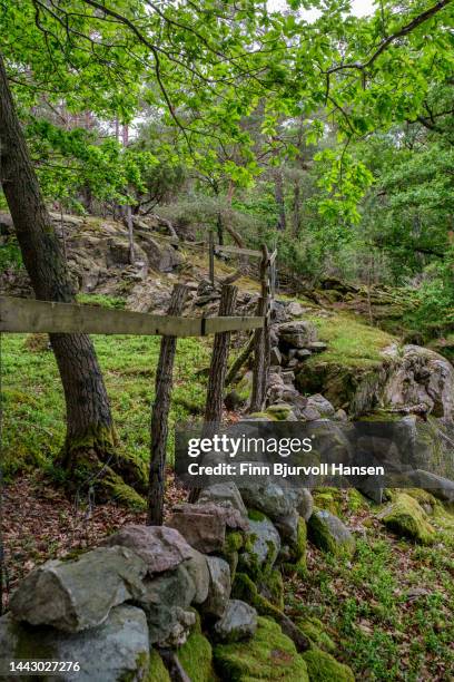 fence in the forest - finn bjurvoll stockfoto's en -beelden