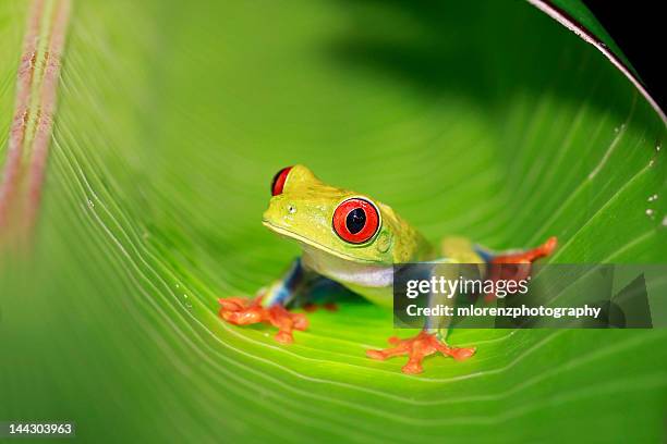 gaudy leaf frog - rana arborícola fotografías e imágenes de stock