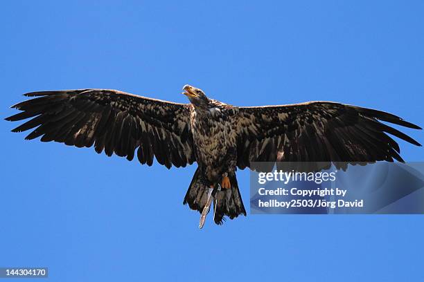 steinadler (aquila chrysaetos) - steinadler stock-fotos und bilder